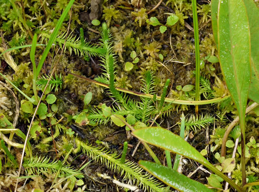 image of Lycopodiella appressa, Southern Bog-clubmoss