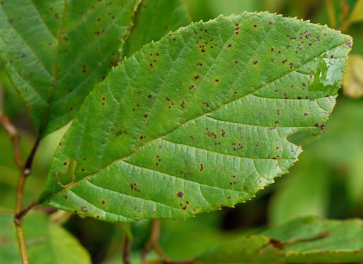 Alnus serrulata, Tag Alder, Hazel Alder, Smooth Alder