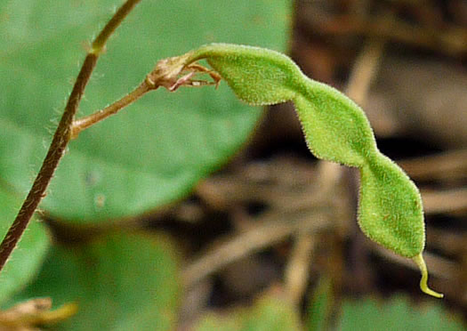 image of Desmodium rotundifolium, Roundleaf Tick-trefoil, Dollarleaf, Prostrate Tick-trefoil, Sessileleaf Tick-trefoil