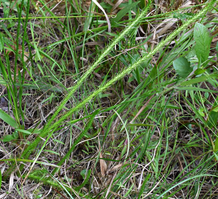 image of Lycopodiella appressa, Southern Bog-clubmoss