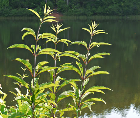 image of Eutrochium fistulosum, Hollow-stem Joe-pye-weed