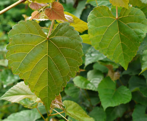 image of Vitis baileyana, Possum Grape