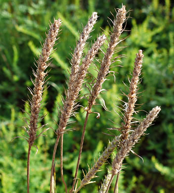 image of Plantago aristata, Bracted Plantain, Large-bracted Plantain, Buckhorn Plantain