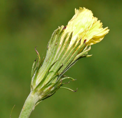 image of Pyrrhopappus carolinianus, Carolina False-dandelion, Carolina Desert-chicory