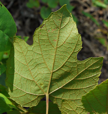 image of Vitis aestivalis var. aestivalis, Summer Grape