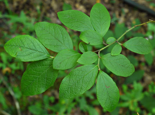 image of Vaccinium fuscatum, Hairy Highbush Blueberry, Black Highbush Blueberry