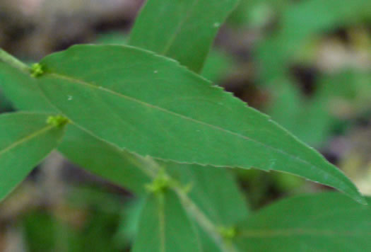 image of Solidago caesia, Bluestem Goldenrod, Axillary Goldenrod, Wreath Goldenrod, Bridal-wreath Goldenrod