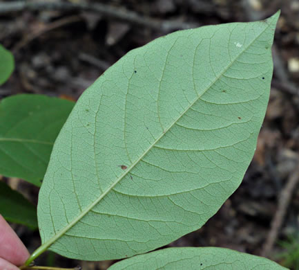 image of Styrax grandifolius, Bigleaf Snowbell, Bigleaf Storax, Large-leaved Storax