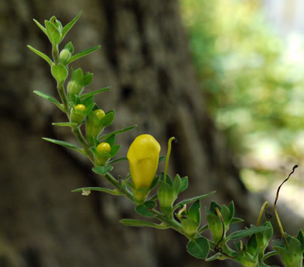 image of Aureolaria virginica, Downy False Foxglove, Downy Oak-leach, Virginia Oak-leach, Downy Yellow False Foxglove