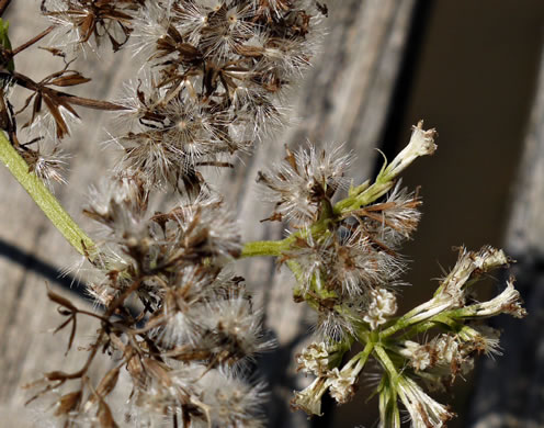 image of Mikania scandens, Climbing Hempweed