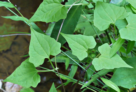 Mikania scandens, Climbing Hempweed