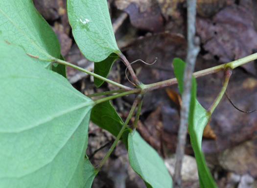 image of Smilax biltmoreana, Biltmore Carrionflower