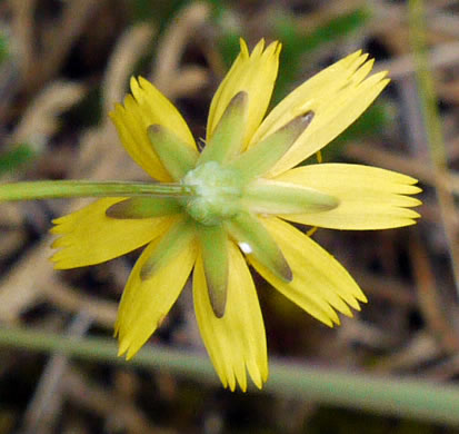 image of Krigia montana, Mountain Dwarf-dandelion, Mountain Cynthia