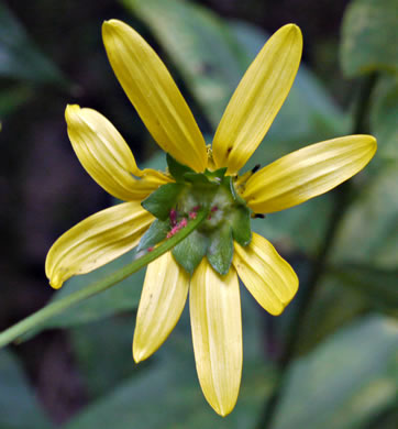 Rudbeckia laciniata var. laciniata, Greenheaded Coneflower, Common Cutleaf Coneflower