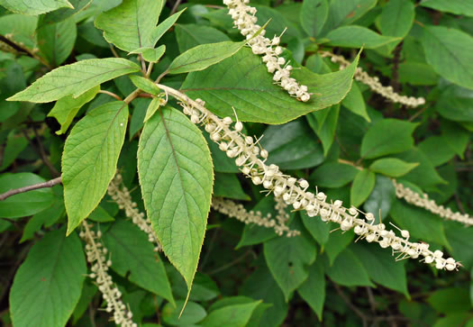 image of Clethra acuminata, Mountain Sweet-pepperbush, Cinnamonbark, Cinnamon Clethra, Mountain White-alder