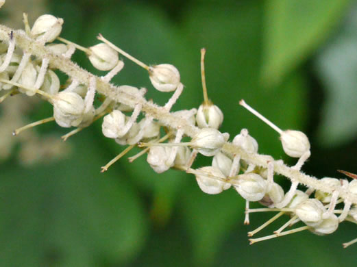 image of Clethra acuminata, Mountain Sweet-pepperbush, Cinnamonbark, Cinnamon Clethra, Mountain White-alder