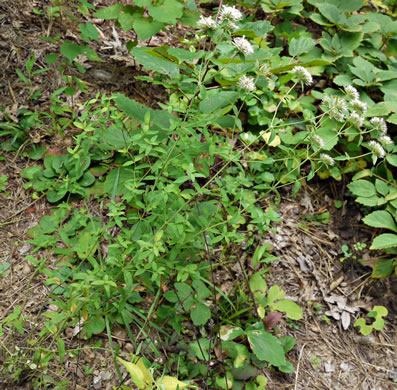 image of Pycnanthemum flexuosum, Savanna Mountain-mint, Savanna Mint