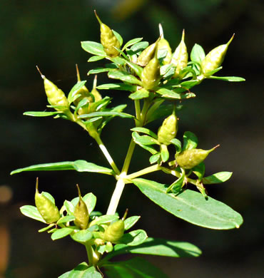 image of Hypericum densiflorum, Mountain Bushy St. Johnswort, Dense-flowered St. Johnswort