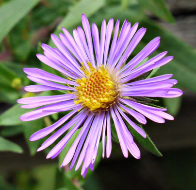 image of Symphyotrichum novae-angliae, New England Aster, Michaelmas-daisy