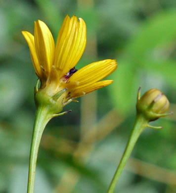 involucral bracts