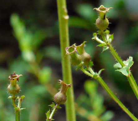 image of Rhexia virginica, Virginia Meadowbeauty, Wingstem Meadowbeauty, Deergrass