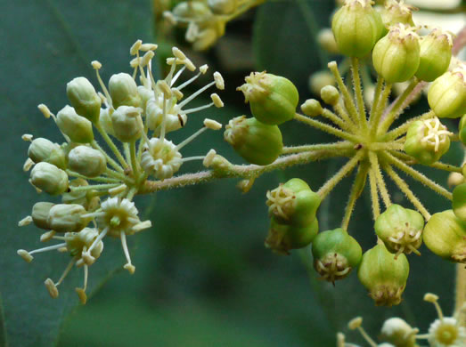 image of Aralia spinosa, Devil's Walkingstick, Hercules-club, Prickly Aralia, Prickly-ash