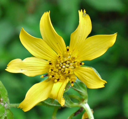 image of Smallanthus uvedalia, Bearsfoot, Hairy Leafcup, Yellow Leafcup