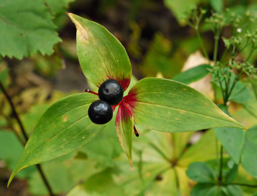 image of Medeola virginiana, Indian Cucumber-root