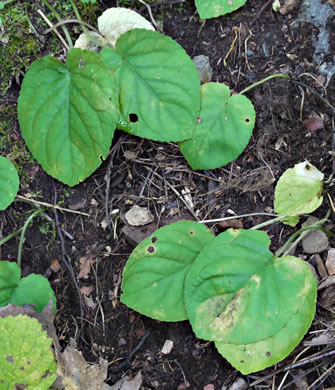 image of Viola rotundifolia, Roundleaf Yellow Violet, Early Yellow Violet