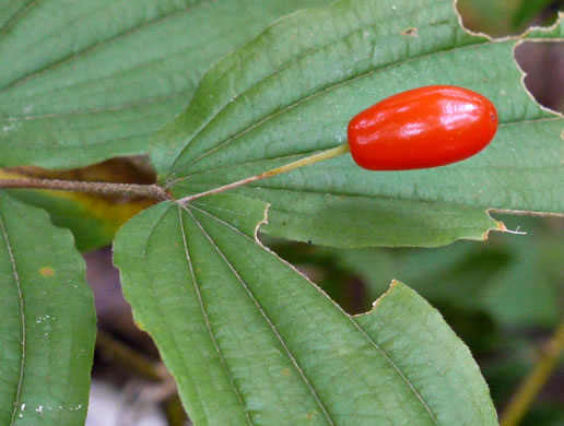 image of Prosartes lanuginosa, Yellow Mandarin, Yellow Fairybells