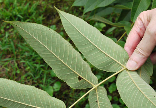 image of Juglans cinerea, Butternut, White Walnut