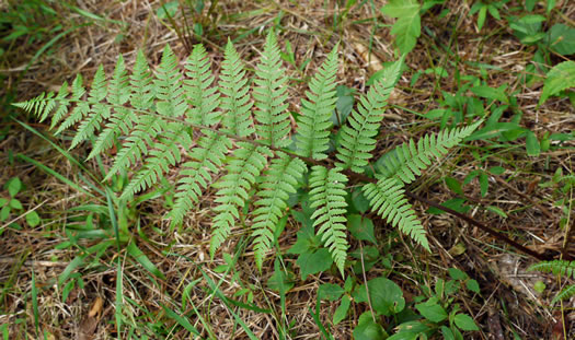 image of Athyrium asplenioides, Southern Lady Fern