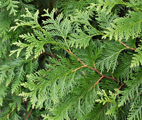 image of Thuja occidentalis, American Arborvitae, Northern White Cedar, Flat Cedar, Eastern Arborvitae