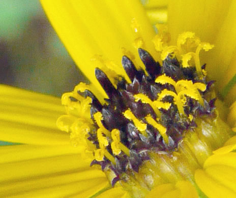 image of Helianthus atrorubens, Purple-disk Sunflower, Hairy Wood Sunflower, Appalachian Sunflower