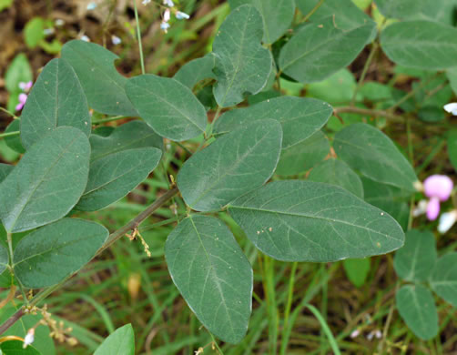 image of Desmodium perplexum, Perplexing Tick-trefoil, Dillen's Tick-trefoil