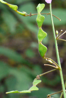 image of Desmodium perplexum, Perplexing Tick-trefoil, Dillen's Tick-trefoil