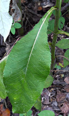 image of Cirsium altissimum, Tall Thistle