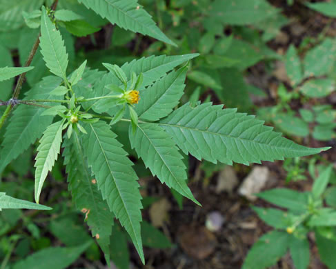 image of Bidens frondosa, Devil's Beggarticks, Annual Beggarticks