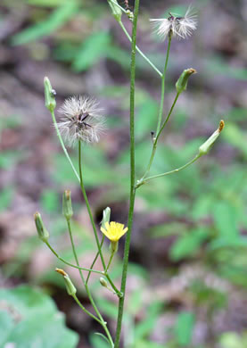 image of Hieracium gronovii, Hairy Hawkweed, Beaked Hawkweed