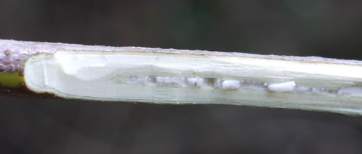 Swida foemina, Southern Swamp Dogwood