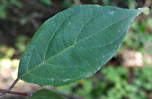 Swida foemina, Southern Swamp Dogwood