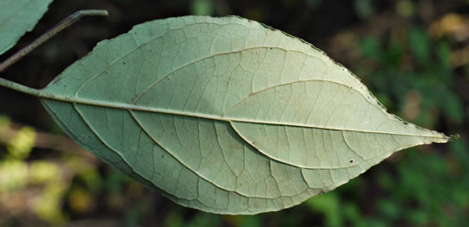 image of Swida foemina, Southern Swamp Dogwood