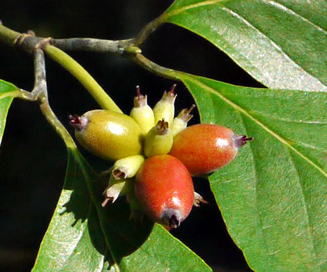 image of Benthamidia florida, Flowering Dogwood