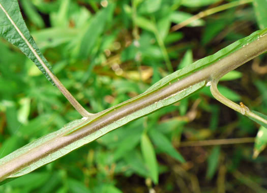 petiole