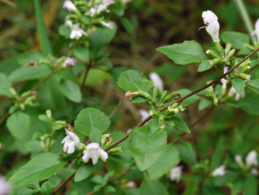 image of Clinopodium georgianum, Georgia Savory, Georgia Basil, Georgia Calamint, False Peppermint