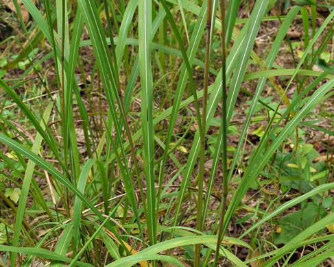 image of Erianthus alopecuroides, Silver Plumegrass