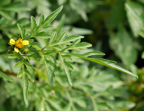 image of Bidens bipinnata, Spanish Needles