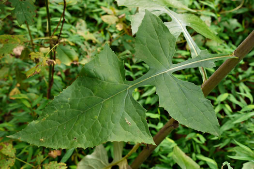 image of Lactuca floridana, Woodland Lettuce