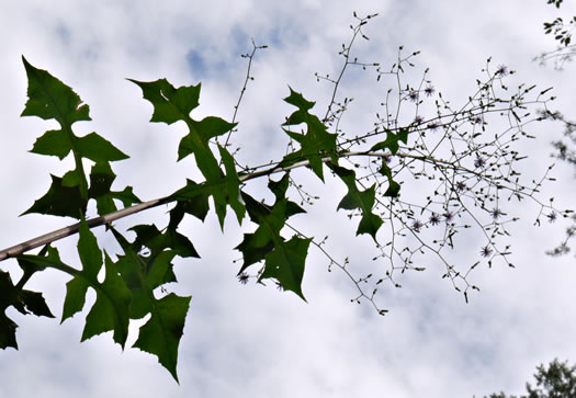 image of Lactuca floridana, Woodland Lettuce