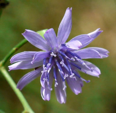 image of Lactuca floridana, Woodland Lettuce